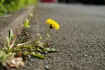 LX:PICT5742