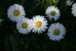 LX:PICT5828