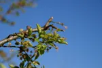 LX:PICT5874