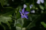 LX:PICT5896