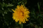 LX:PICT5923