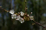 LX:PICT5925
