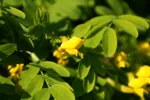 LX:PICT5984