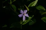 LX:PICT6000