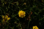LX:PICT6001