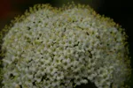 LX:PICT6021