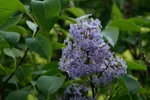 LX:PICT6033