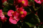 LX:PICT6047