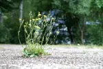 LX:PICT6071