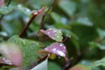 LX:PICT6323