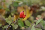LX:PICT6326