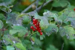 LX:PICT6411