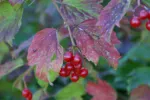 LX:PICT6412