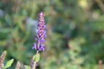 LX:PICT6420