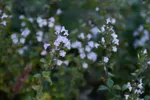 LX:PICT6424