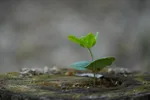 LX:DSC00232