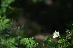 LX:DSC00425