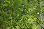 LX:DSC00458