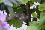 LX:DSC00496