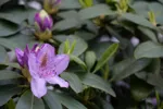 LX:DSC00510